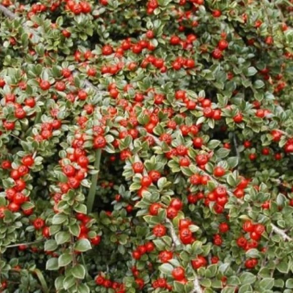 Кизильник Корал Бьюти (в тубе)